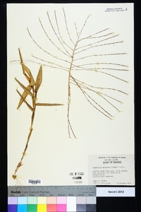 Gymnopogon ambiguus image