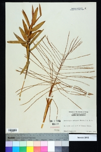 Gymnopogon ambiguus image