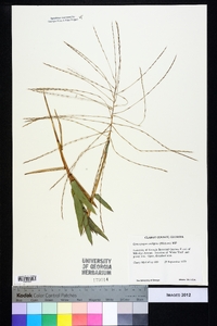 Gymnopogon ambiguus image