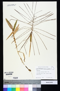 Gymnopogon ambiguus image