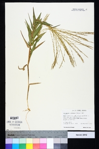 Gymnopogon ambiguus image