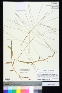 Gymnopogon brevifolius image