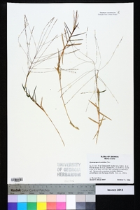 Gymnopogon brevifolius image