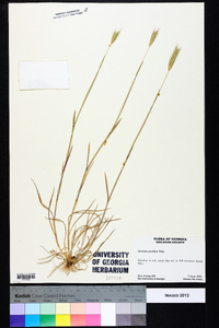 Hordeum pusillum image