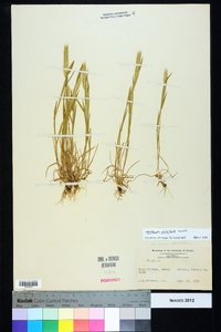 Hordeum pusillum image