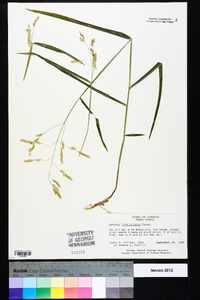 Leersia lenticularis image