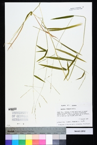 Leersia virginica image