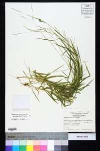 Leersia virginica image