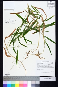 Leersia virginica image