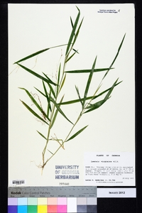 Leersia virginica image