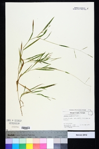 Leersia virginica image