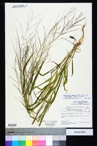 Leptochloa panicea image