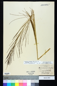 Leptochloa panicea image