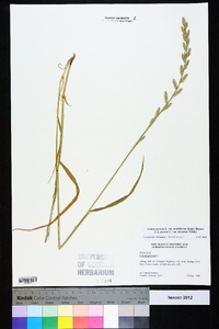 Lolium perenne subsp. multiflorum image