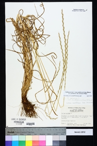 Lolium perenne subsp. multiflorum image