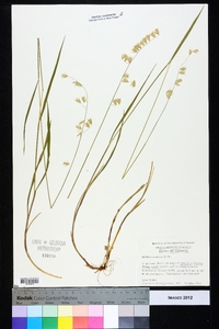 Melica mutica image