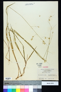 Melica mutica image