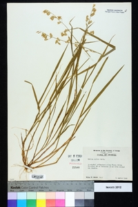 Melica mutica image