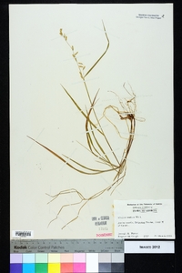 Melica mutica image