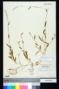 Microstegium vimineum image