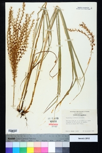 Miscanthus sinensis image