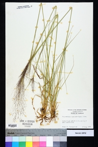 Muhlenbergia capillaris image