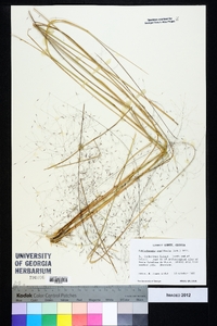 Muhlenbergia capillaris image