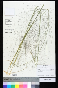 Muhlenbergia capillaris image