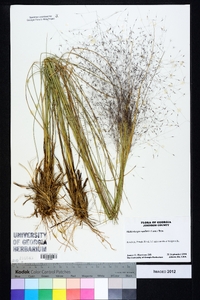 Muhlenbergia capillaris image