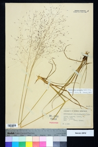 Muhlenbergia capillaris image