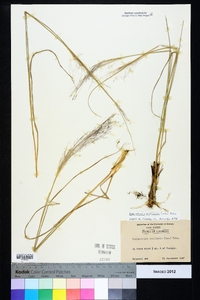 Muhlenbergia capillaris image