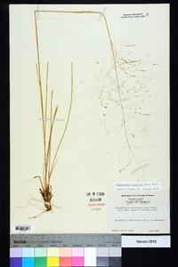 Muhlenbergia capillaris image