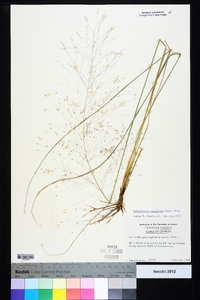 Muhlenbergia capillaris image