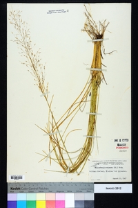 Muhlenbergia expansa image