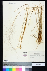 Muhlenbergia expansa image