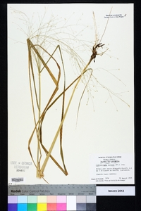 Muhlenbergia expansa image