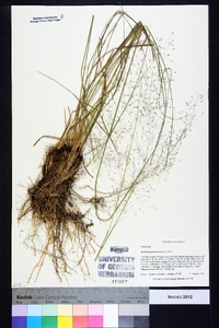 Muhlenbergia expansa image