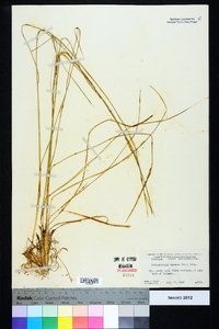 Muhlenbergia expansa image