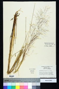 Muhlenbergia filipes image