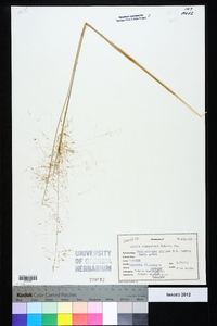 Muhlenbergia filipes image