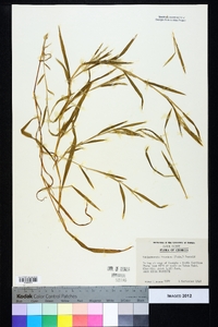 Muhlenbergia frondosa image