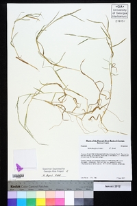 Muhlenbergia schreberi image