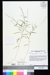 Muhlenbergia schreberi image