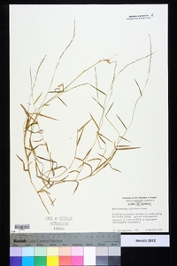 Muhlenbergia schreberi image