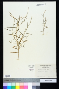 Muhlenbergia schreberi image