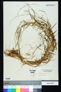 Muhlenbergia schreberi image