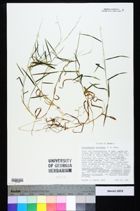 Muhlenbergia schreberi image