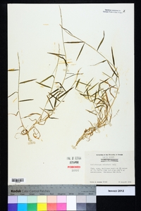 Muhlenbergia schreberi image