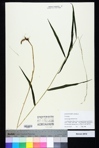 Muhlenbergia schreberi image