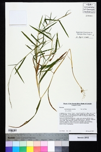 Muhlenbergia sylvatica image